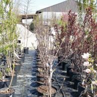 Rows of potted saplings in a plant nursery, with green and burgundy foliage under a building awning.