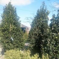 Two tall green trees in a sunny yard with a house partially visible behind them.