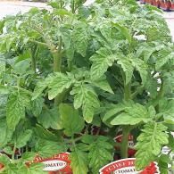 Potted green tomato plants with red “tomato” labels in a garden center