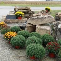 Potted chrysanthemums and round shrubs arranged beside stacked stone slabs outdoors
