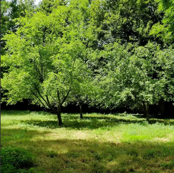 Trees with bright green leaves cast shadows on a grassy area, with a dark forest background.