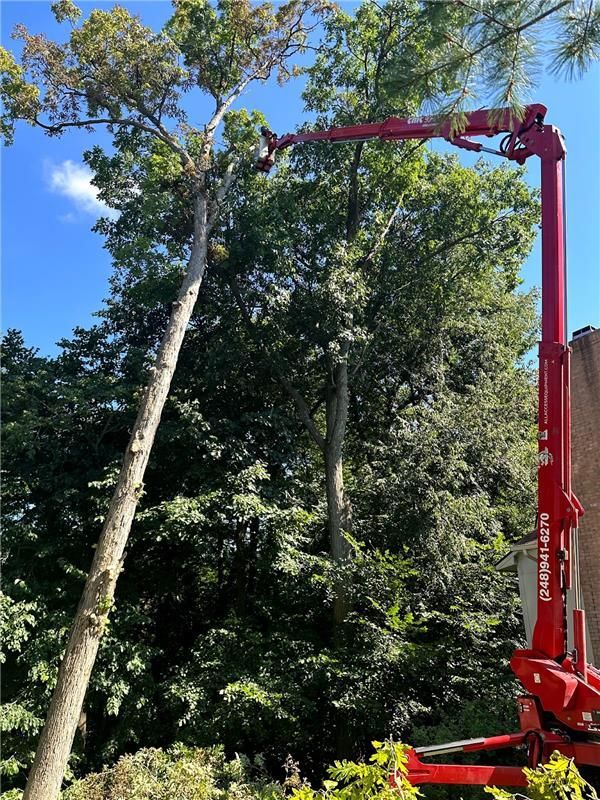 Red lift truck trimming a tall tree against a blue sky.