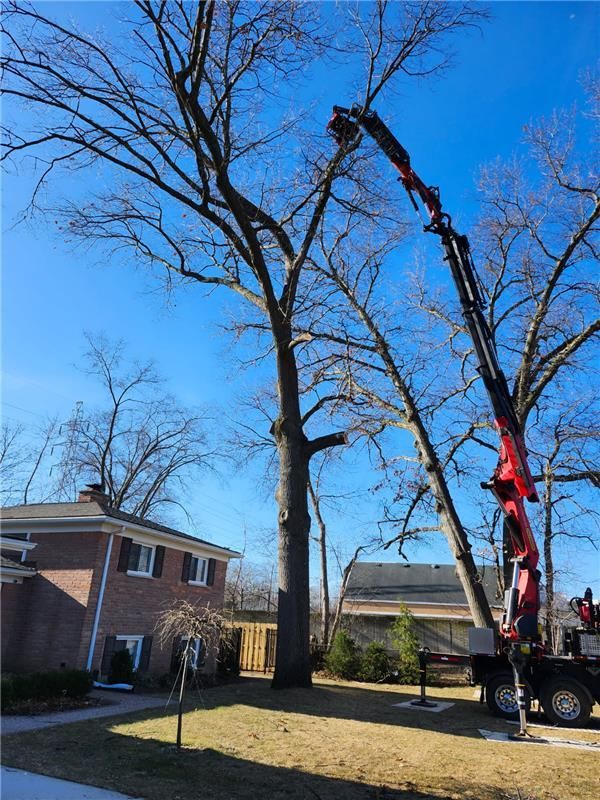 Tree trimming with a crane near a house and blue sky.