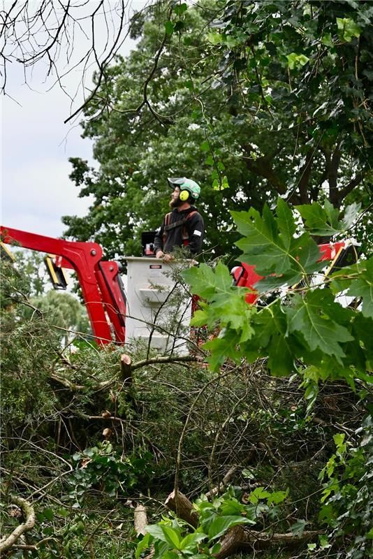 Arborist in a red lift bucket trimming a large tree.