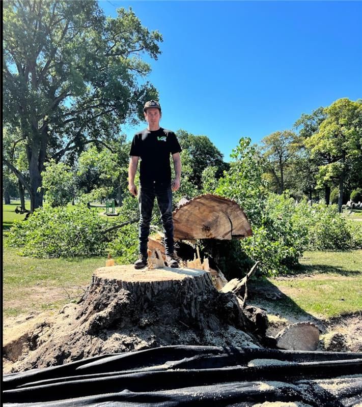 Man stands on a large tree stump in a park. Blue sky, cut branches.