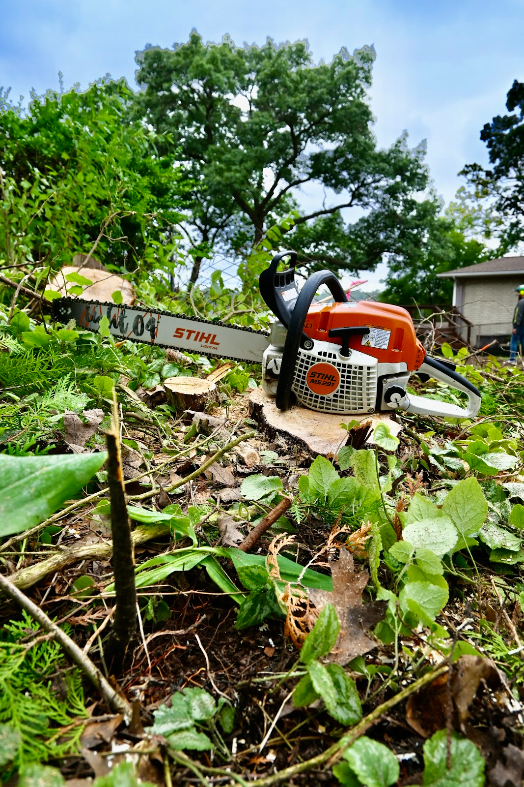 Chainsaw rests on a stump amidst cut branches and foliage. An orange and white saw with a green backdrop.