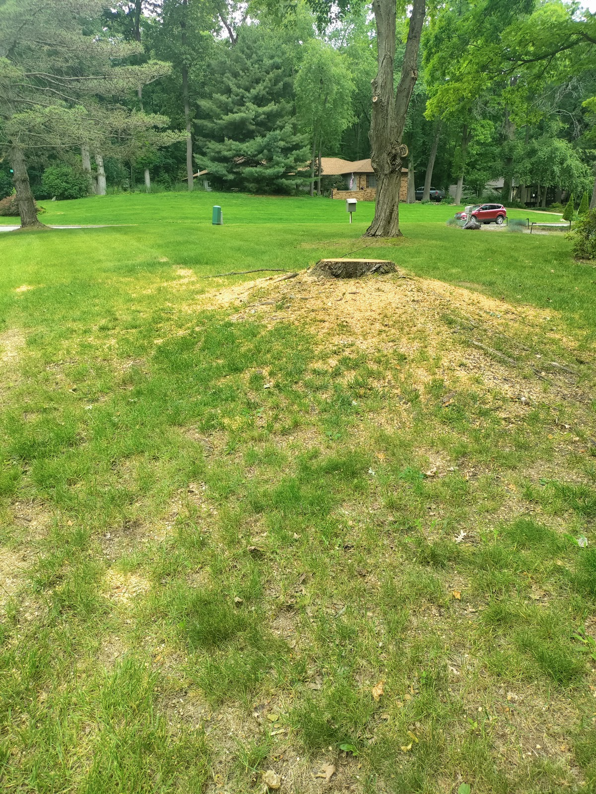 Grassy yard with tree stump in the center. Scattered wood chips. Green grass and trees in the background.