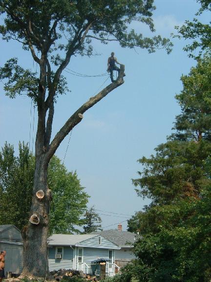 Tony J. Bricker— Tree Services in Northeast IN