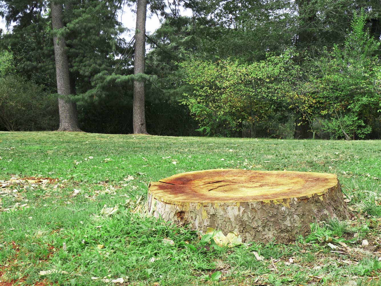 Stump Grinding — Tree Services in Northeast IN