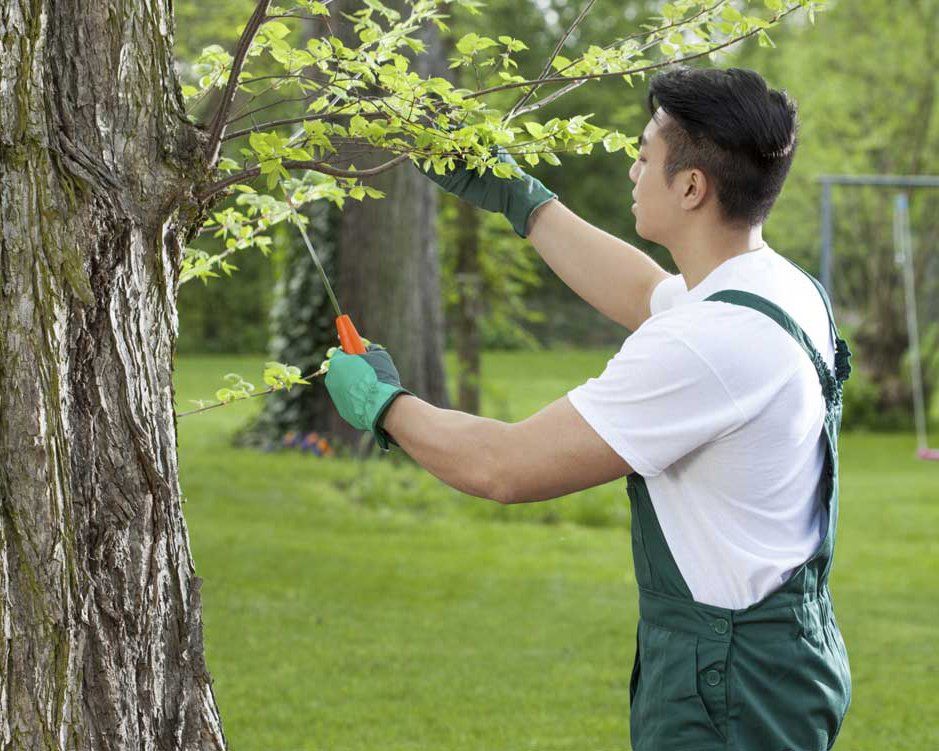 Tree Pruning — Tree Services in Northeast IN