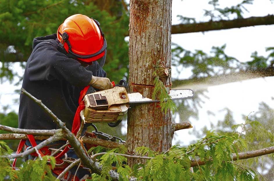 Tree Removal — Tree Services in Northeast IN