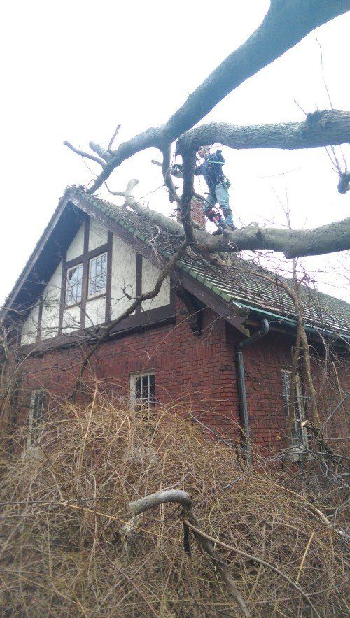 Tree Service — Tree Services in Northeast IN