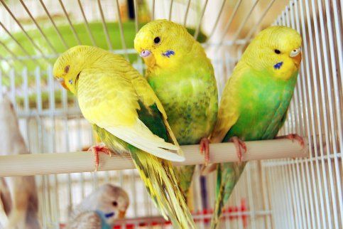 yellow birds