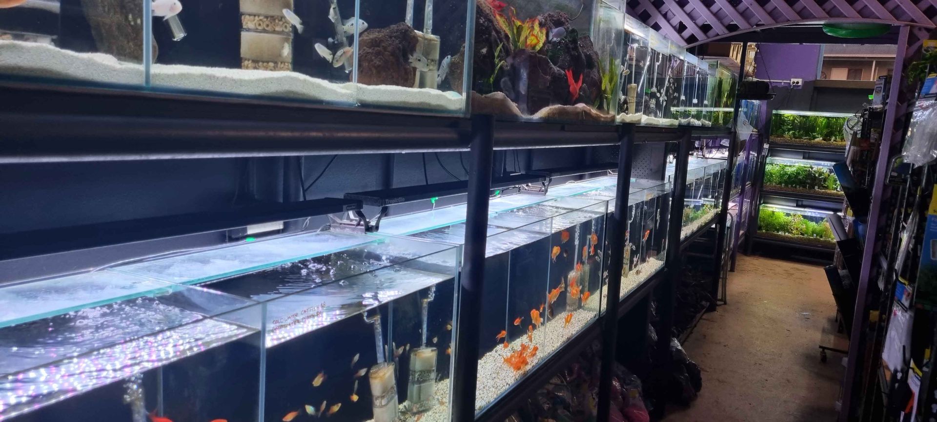 Filled with lots of fish tanks in a fish store - Kempsey, NSW - Valley Garden Centre