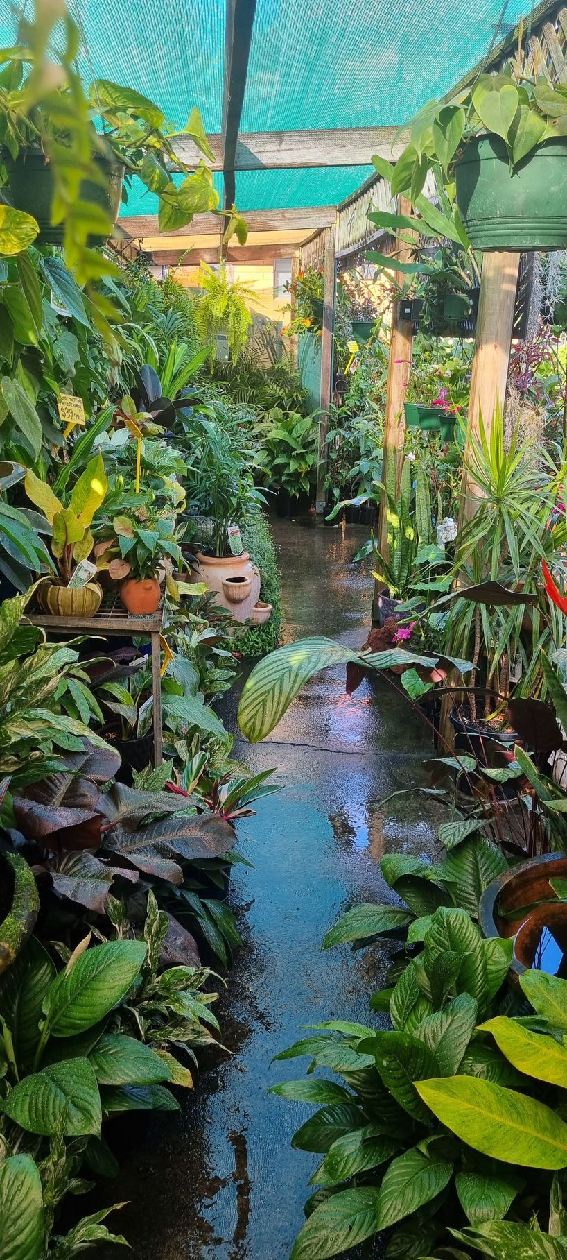 A Bunch Of Plants Are Sitting In Front Of A Brick Building - Kempsey, NSW - Valley Garden Centre