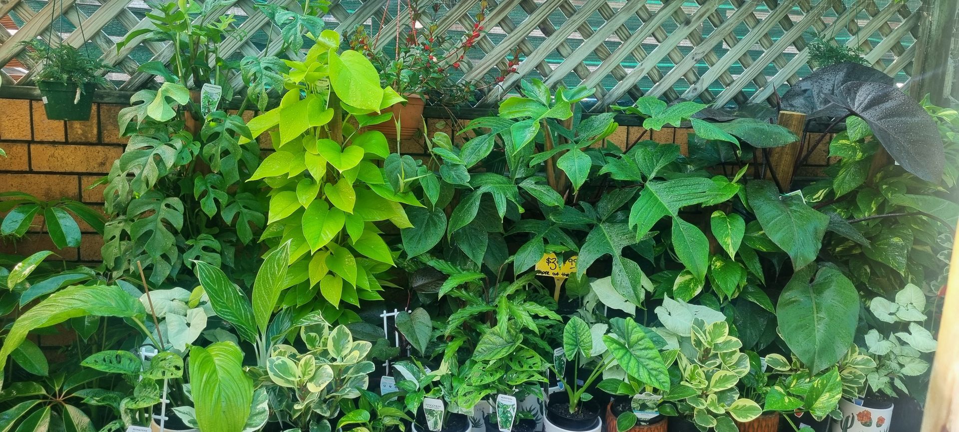 Potted Plants - Kempsey, NSW - Valley Garden Centre