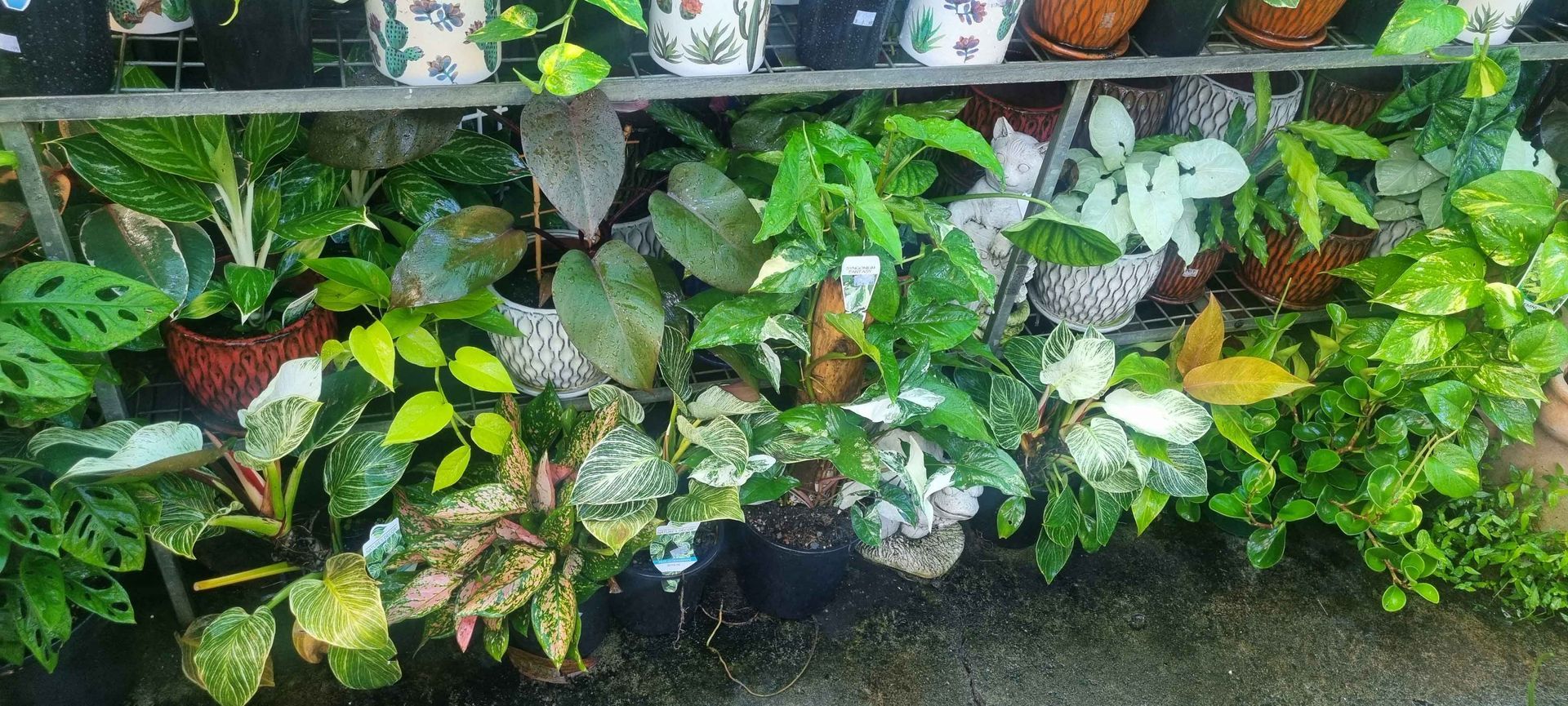 A bunch of potted plants - Kempsey, NSW - Valley Garden Centre
