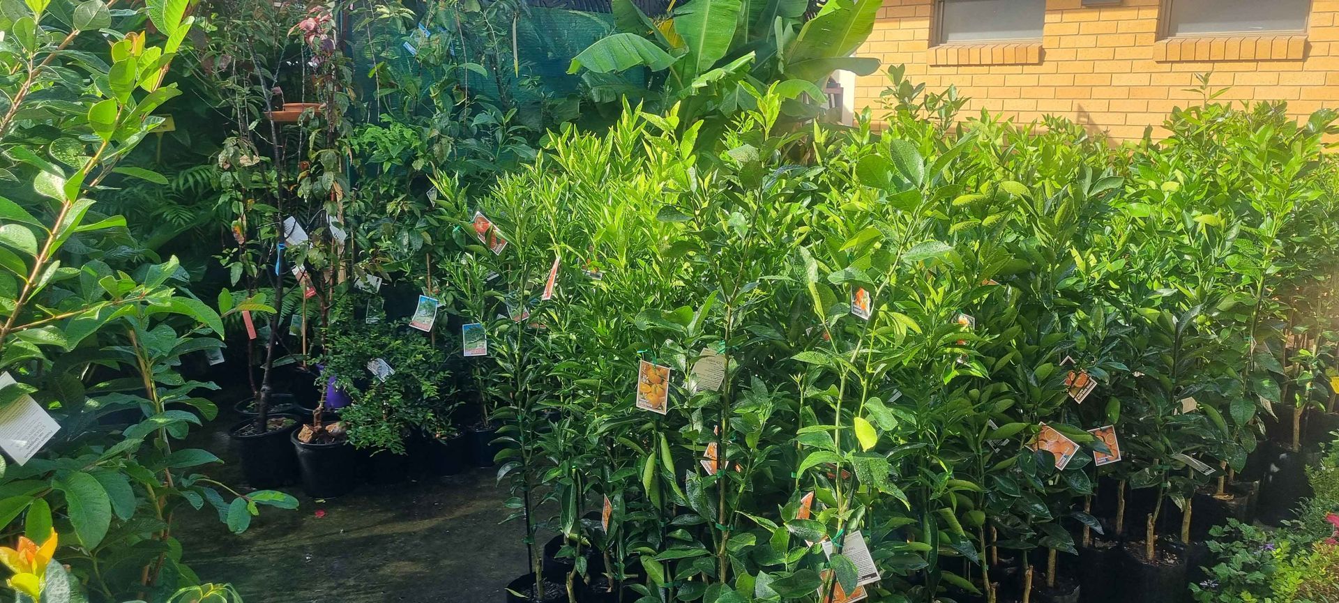 A row of plants - Kempsey, NSW - Valley Garden Centre