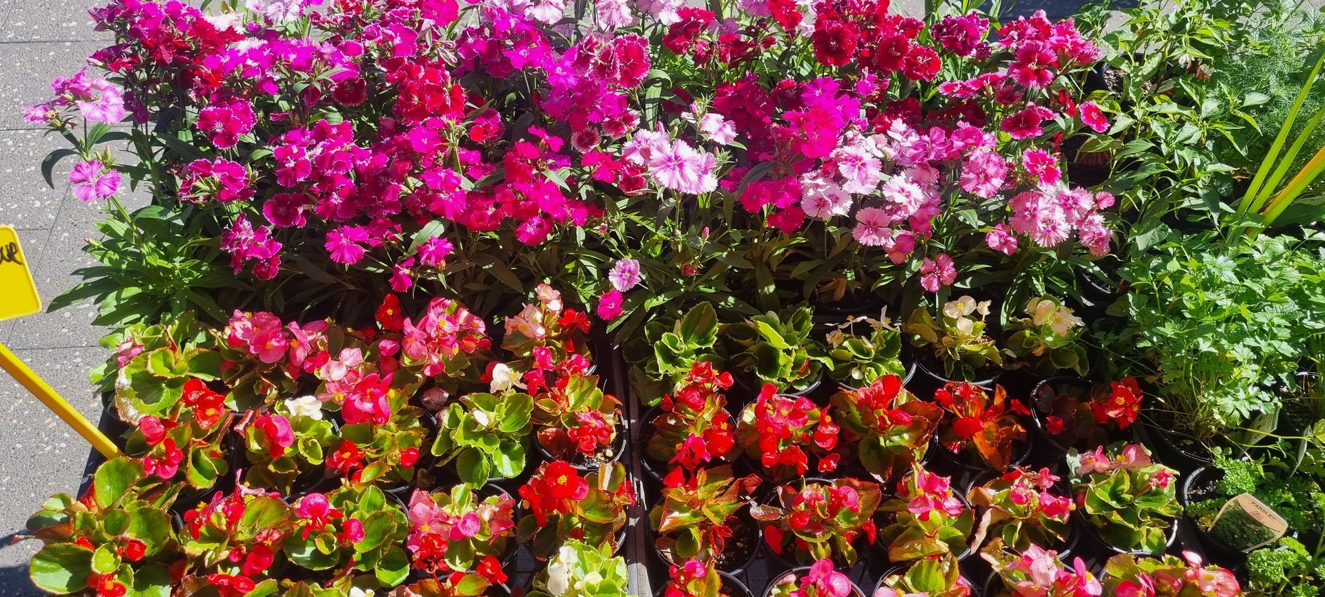 Flowers - Kempsey, NSW - Valley Garden Centre