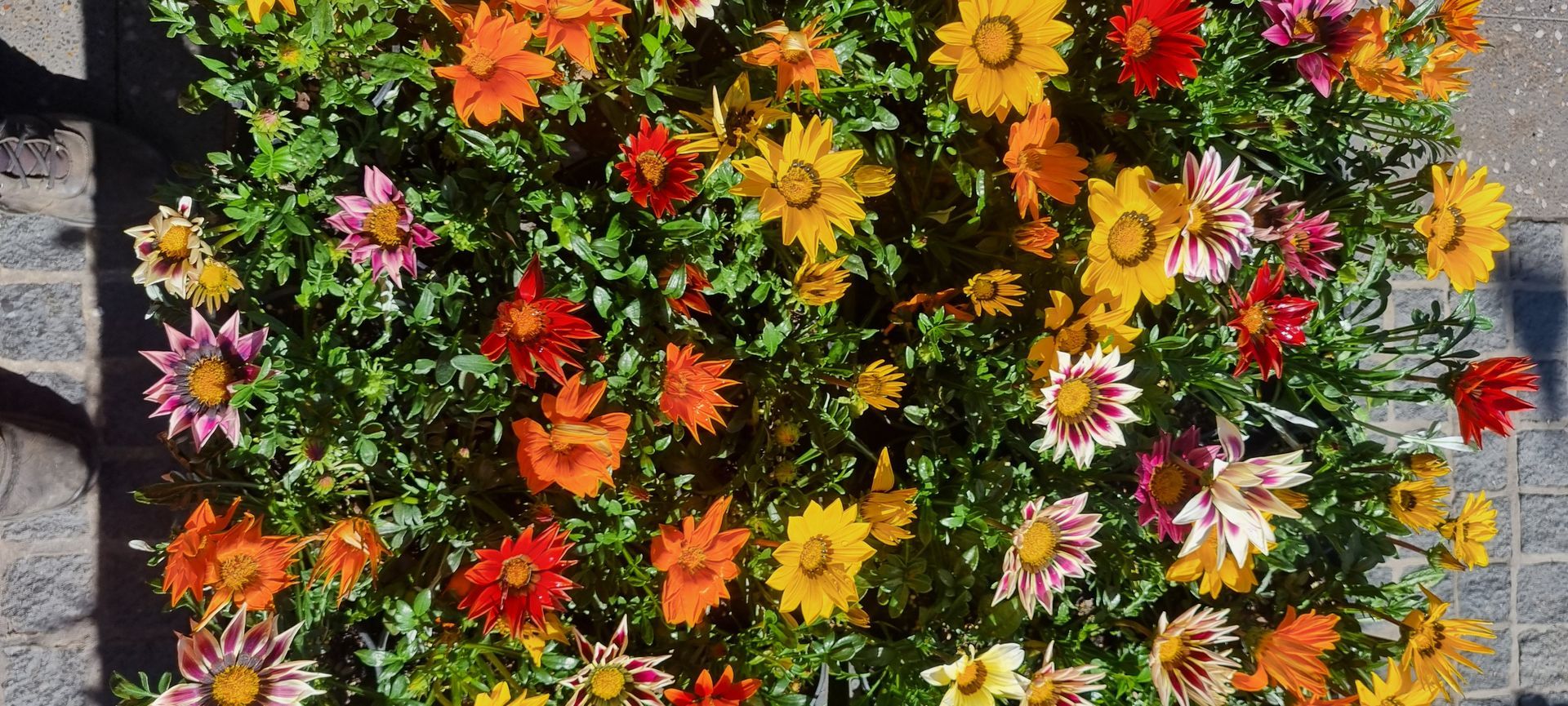 Colorful Flowers - Kempsey, NSW - Valley Garden Centre