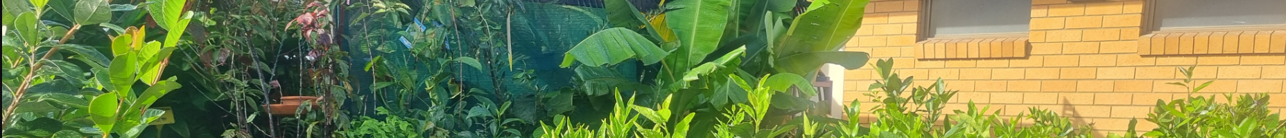 Plants - Kempsey, NSW - Valley Garden Centre