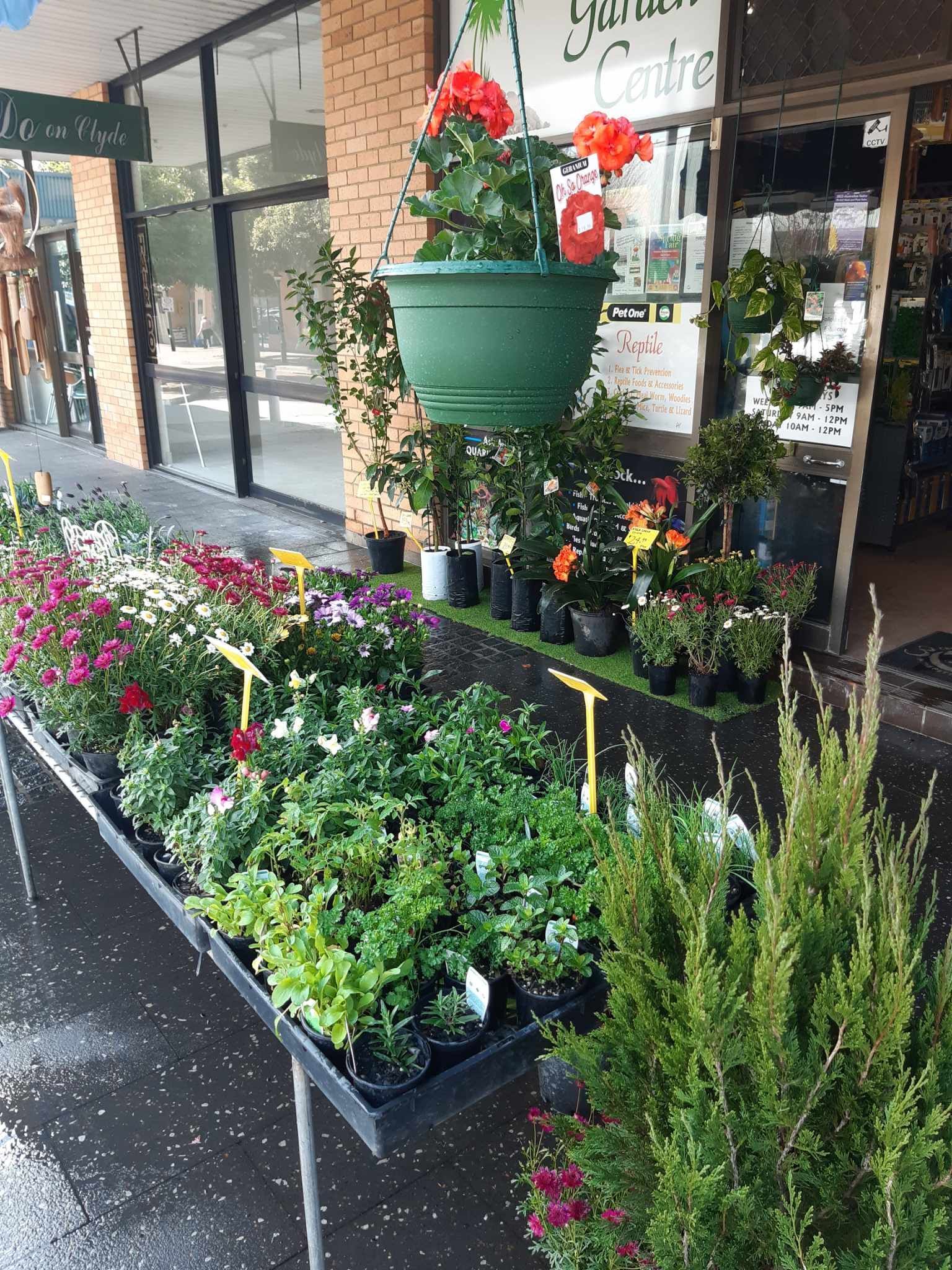 Potted Plants And Flowers - Kempsey, NSW - Valley Garden Centre