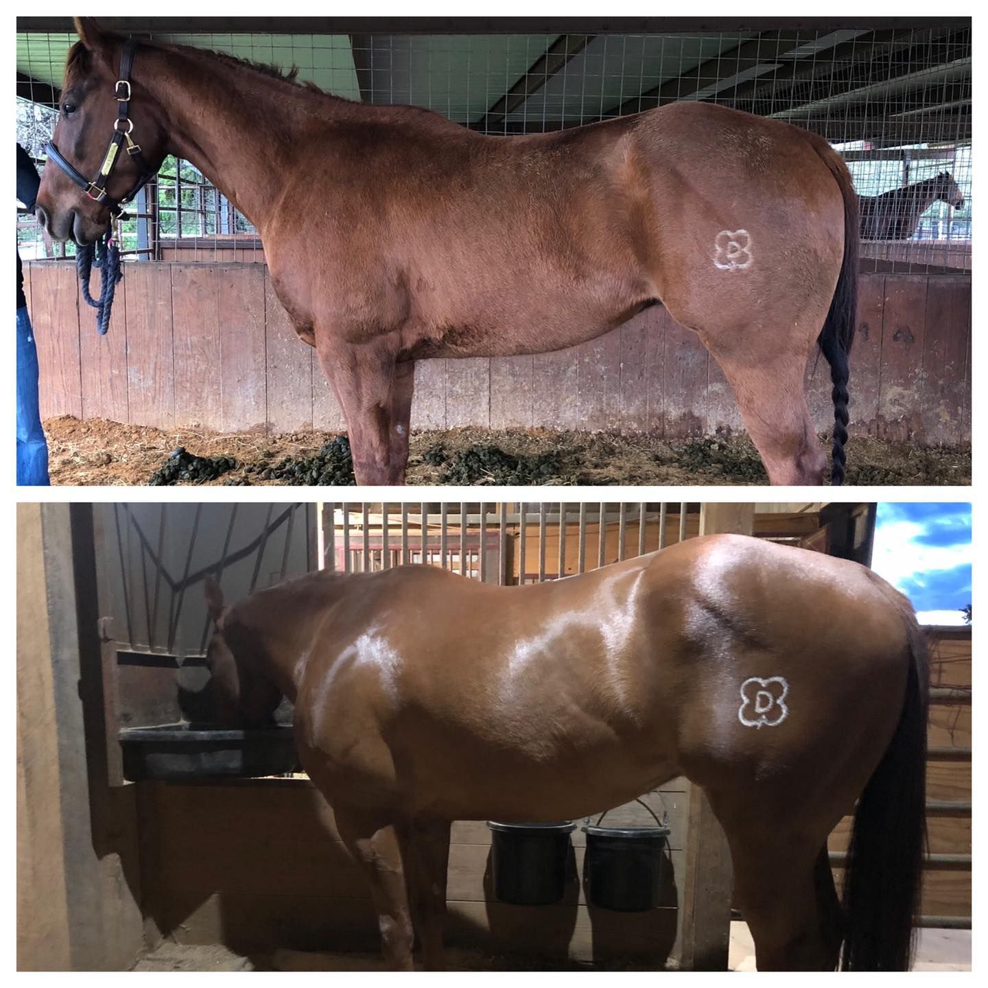 A horse with the letter b painted on its back