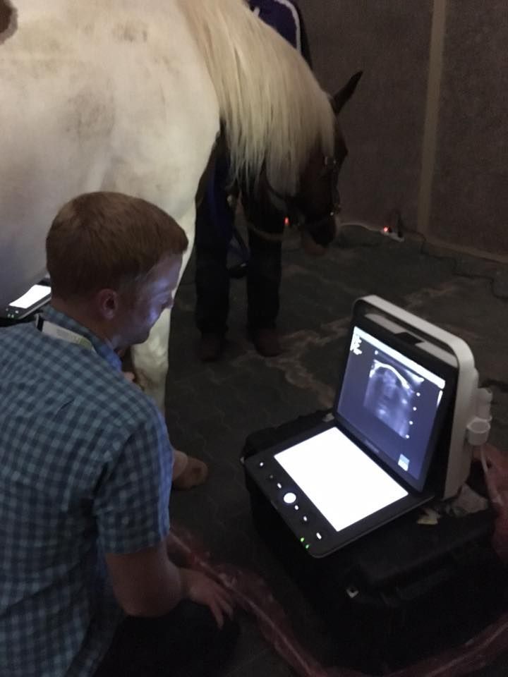 A man is using a laptop in front of a horse