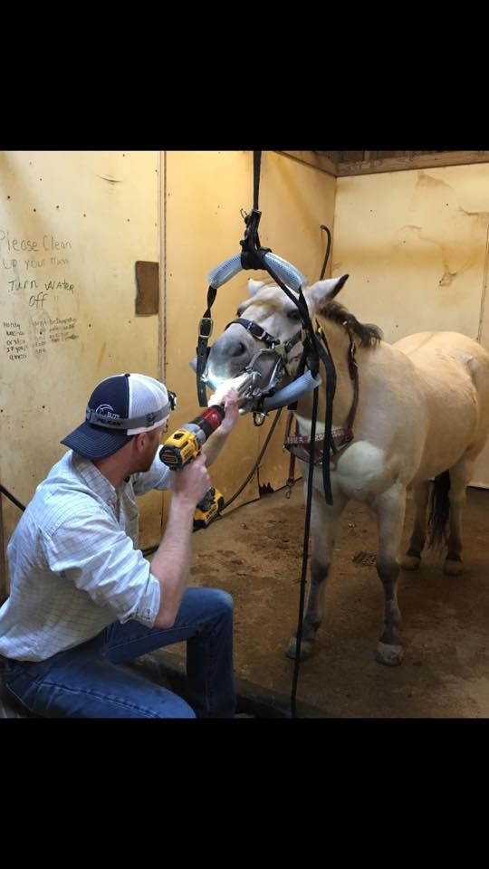 A man is working on a horse 's teeth with a drill.