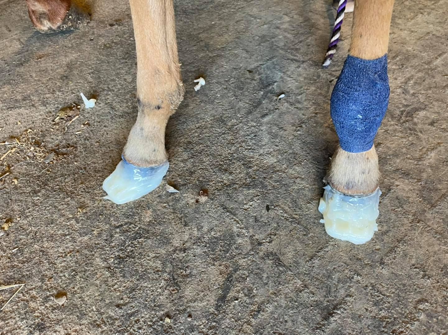 A close up of a horse 's legs with blue bandages on them.