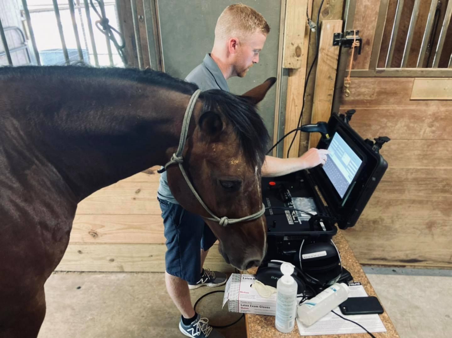 A man is working on a laptop next to a horse.