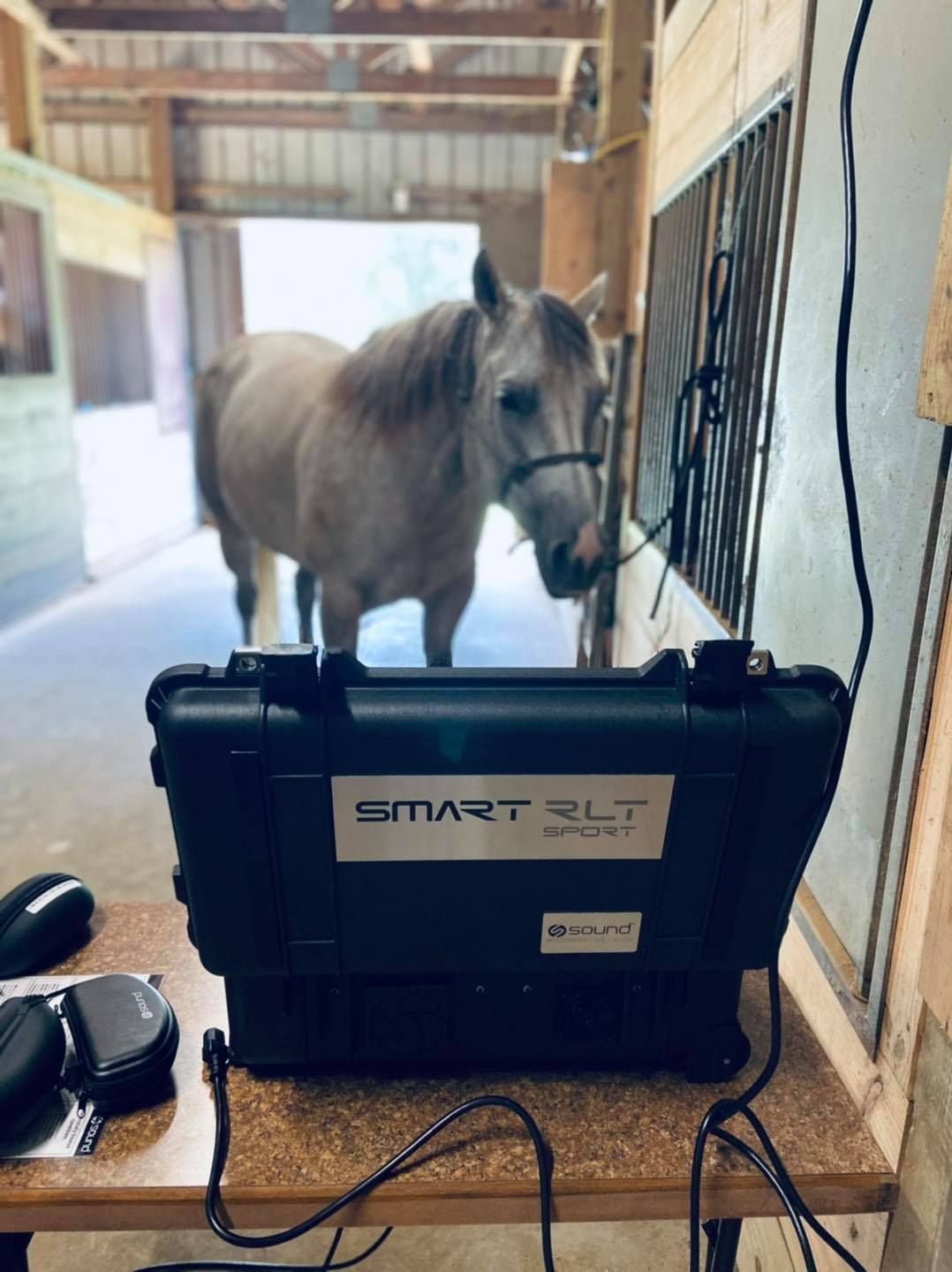 A close up of a horse 's back with a tie on it
