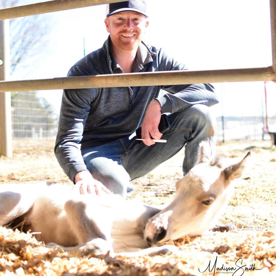 A horse is being treated with kinesio tape on its back