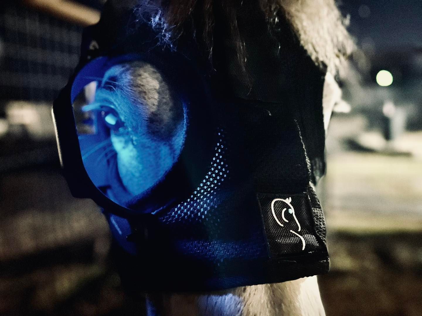 A horse with a lot of stitches on it 's back