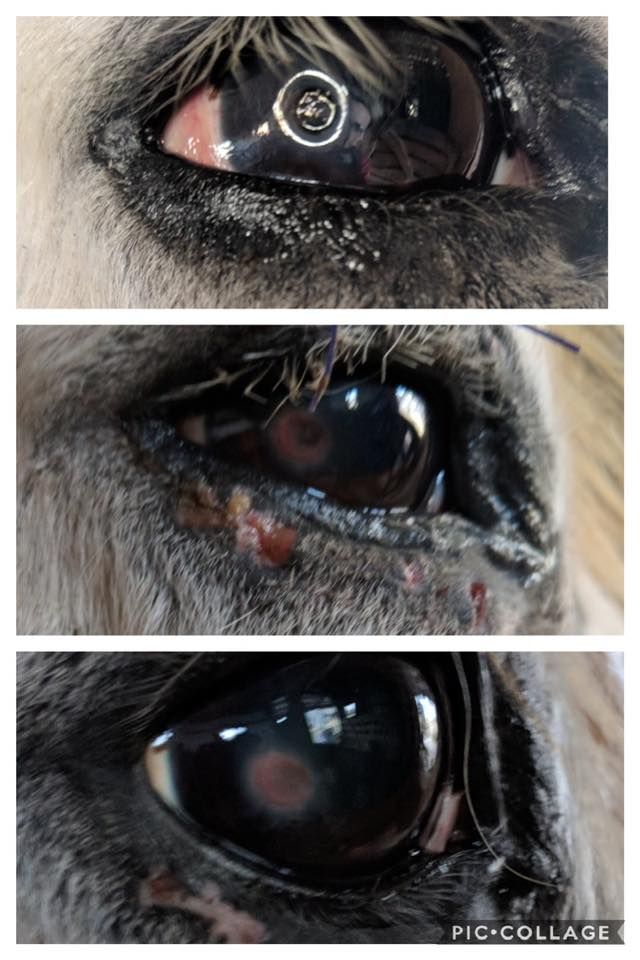 Three close ups of a horse 's eyes showing different stages of infection.
