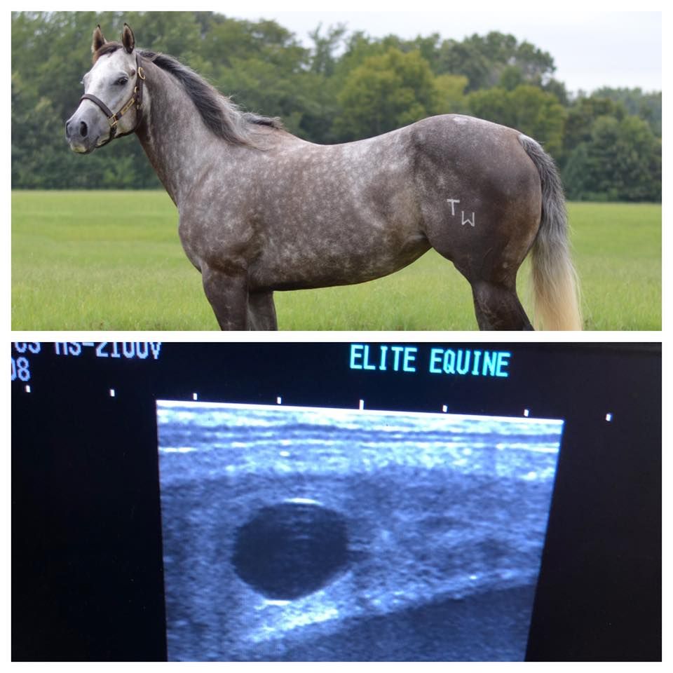 A picture of a horse next to a picture of an ultrasound that says elite equine