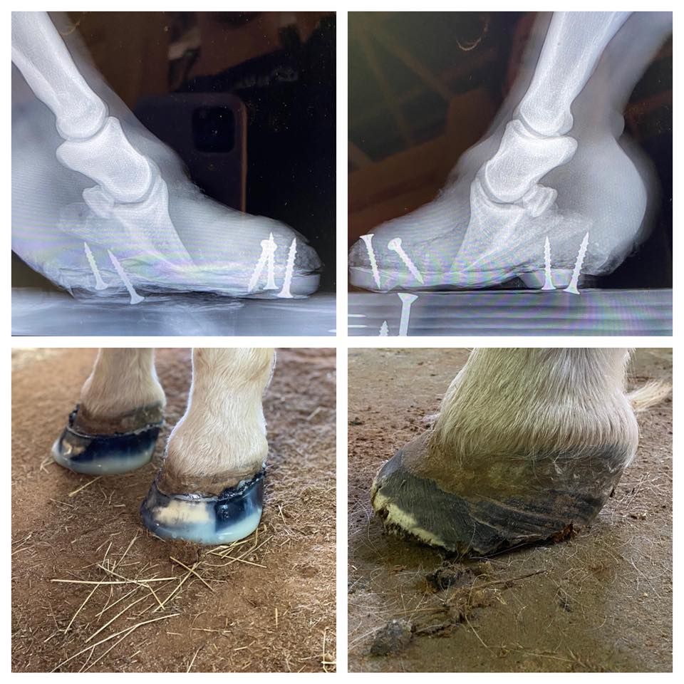 A collage of four pictures of a horse 's legs and feet.