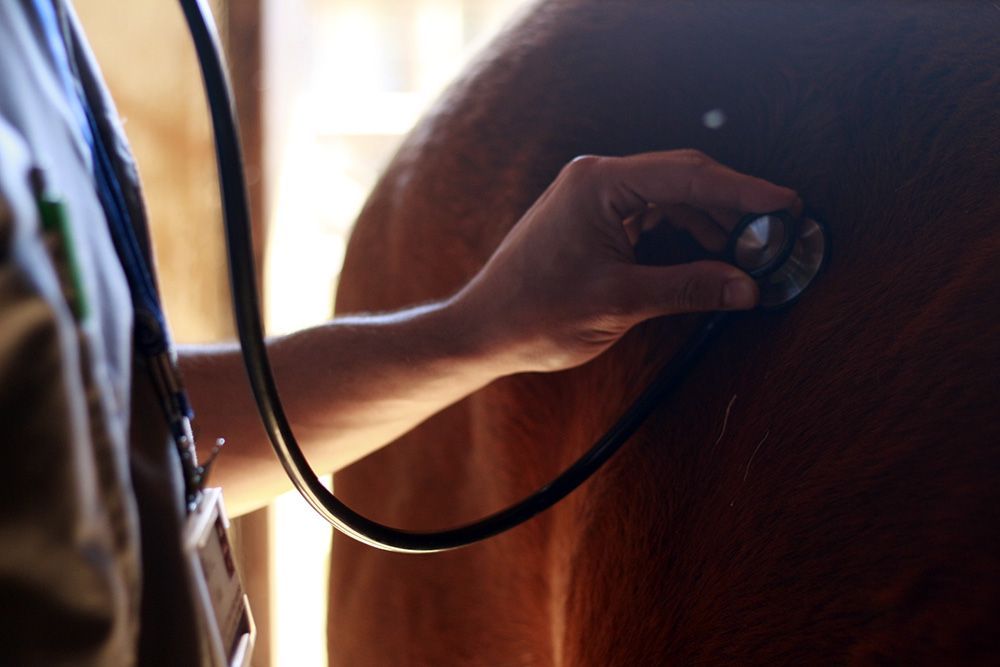 A person is using a stethoscope to listen to a horse 's heartbeat.
