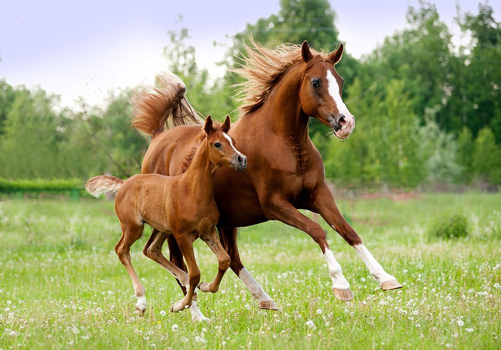 A mother horse and her foal are running in a field.