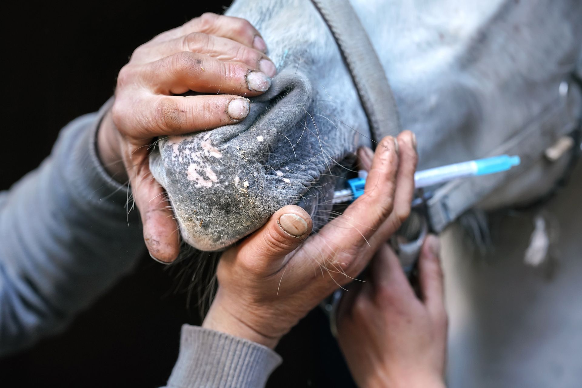 A person is holding a horse 's nose with a syringe in it.