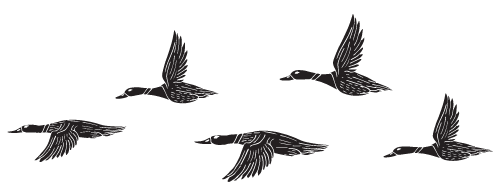 Flock of ducks on a background A flock of ducks are flying in a row on a white background.