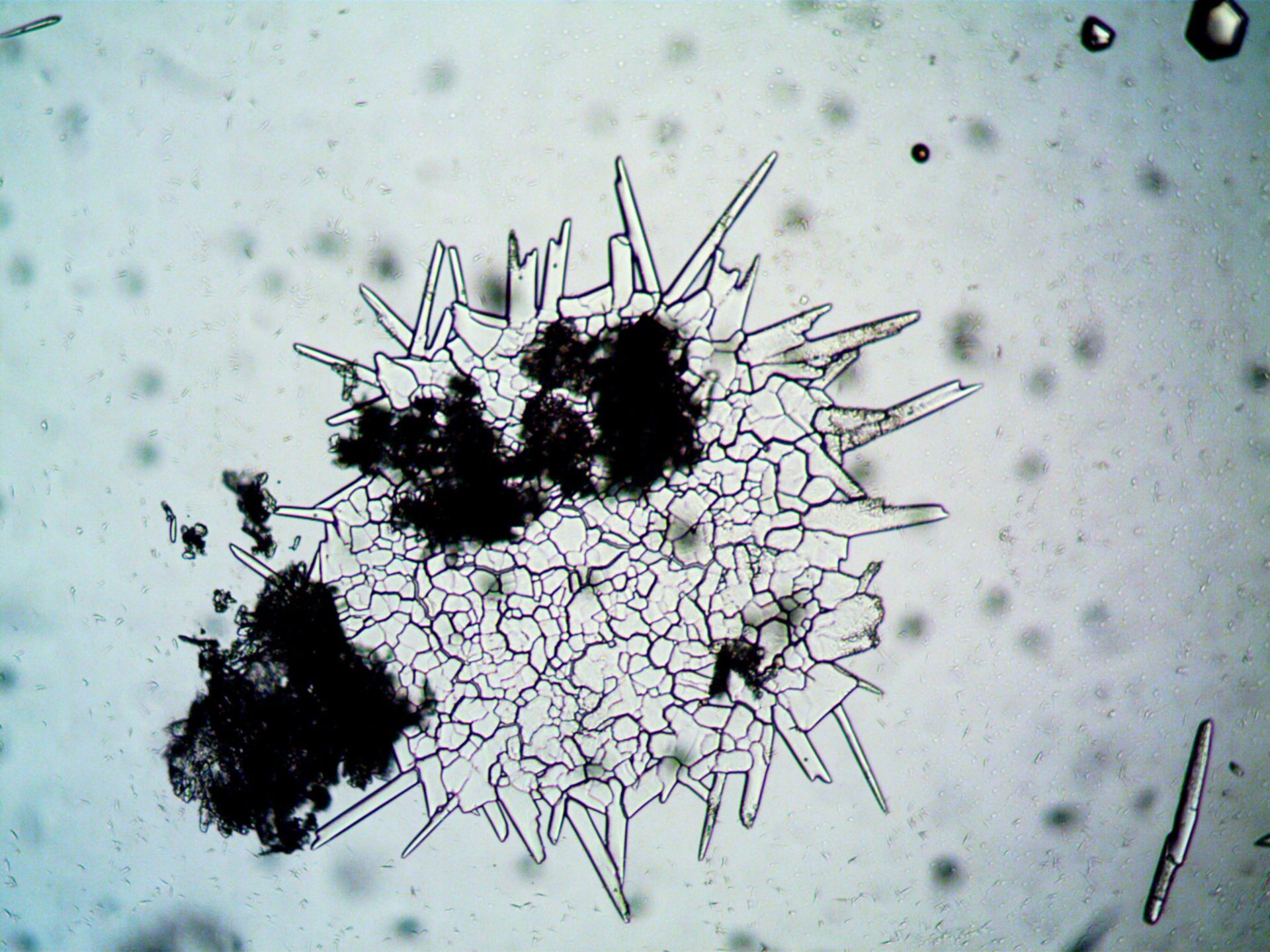 mold