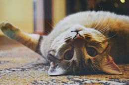 Cat lying on its back on a carpet, looking at the viewer. Tan fur, pink nose, outstretched paw.