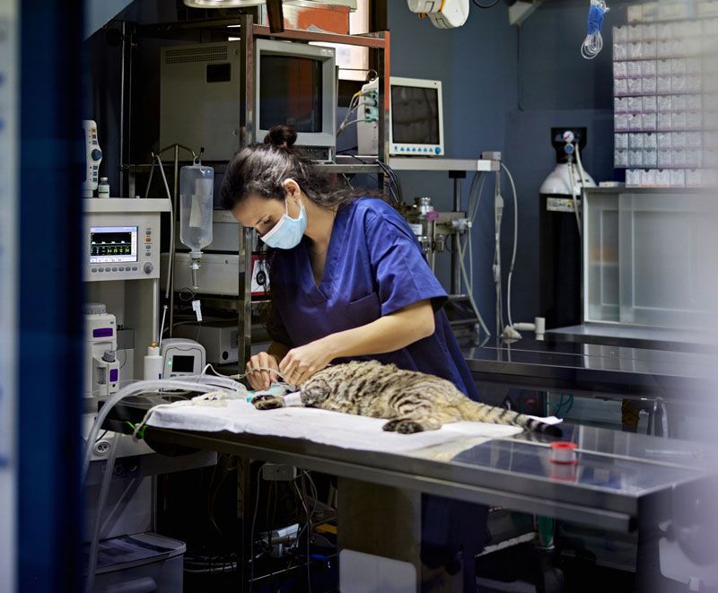 Cat Surgery — Bolivar, MO — Countryside Veterinary Small Animal Clinic