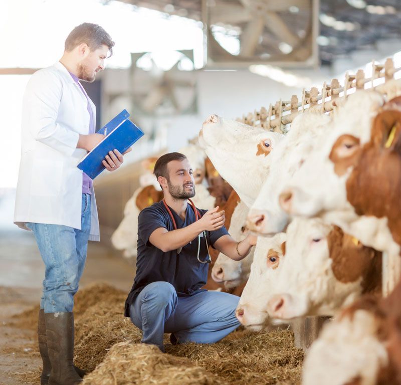 Surgical Implants Bolivar, MO Countryside Animal Clinic