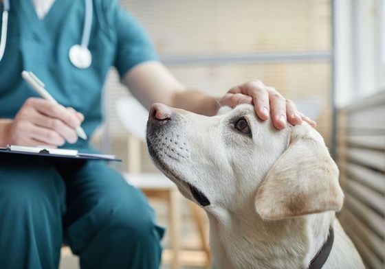 Dog Check Up — Bolivar, MO — Countryside Veterinary Small Animal Clinic