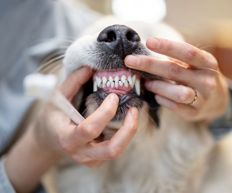 Pet Dental Care — Bolivar, MO — Countryside Veterinary Small Animal Clinic