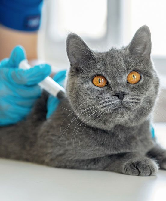 Pet Vaccination — Bolivar, MO — Countryside Veterinary Small Animal Clinic