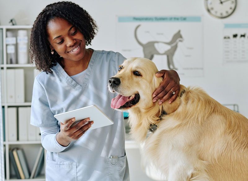 Dog And Vet — Bolivar, MO — Countryside Veterinary Small Animal Clinic
