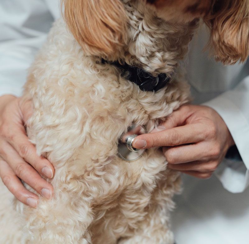 Checking Dog Health — Bolivar, MO — Countryside Veterinary Small Animal Clinic
